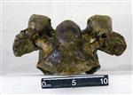 Giant Ice Age Bison (Cervical Vertebrae 7 (Axial) - Ventral)