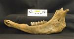 Giant bison (Mandible Right (Right) - Left)
