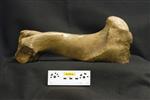 Giant bison (Humerus (Right) - Medial)
