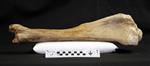 Giant bison (Tibia (Left) - Lateral)