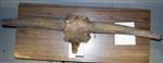 Giant bison (Cranium (Miscellaneous) - Dorsal)