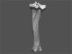Bison (Tibia (Right) - Overview)