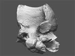 Giant Ice Age Bison (Thoracic Vertebrae 8 (Axial) - Overview)