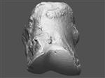 Giant Ice Age Bison (Phalanx Proximal (Manus) (Right) - Overview)