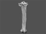 Giant bison (Tibia (Left) - Overview)