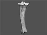 Giant bison (Tibia (Right) - Overview)