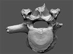 Giant Ice Age Bison (Lumbar Vertebrae 4 (Axial) - Overview)