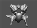 Giant Ice Age Bison (Cervical Vertebrae 4 (Axial) - Overview)