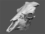Giant bison (Cranium (Axial) - Overview)