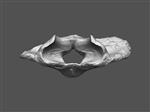 Giant Ice Age Bison (Cervical Vertebrae 1 - Atlas (Axial) - Overview)