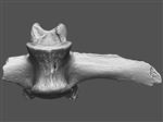 Giant Ice Age Bison (Lumbar Vertebrae 2 (Axial) - Overview)