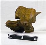 Giant bison (Lumbar Vertebra F-VERT (Axial) - Left Lateral)