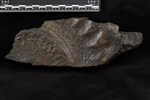 Helicoprion (Tooth Whorl (Miscellaneous) - Medial)