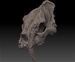 scimitar saber toothed cat (Cranium (Axial) - Dorsal)