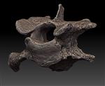 scimitar saber toothed cat (Cervical Vertebrae 3 (Axial) - Overview)