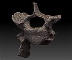 scimitar saber toothed cat (Cervical Vertebrae 6 (Axial) - Overview)