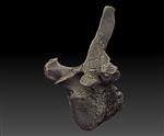 scimitar saber toothed cat (Thoracic Vertebrae 5 (Axial) - Overview)