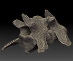 scimitar saber toothed cat (Lumbar Vertebrae 5 (Axial) - Overview)