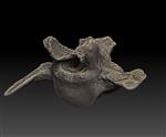 scimitar saber toothed cat (Lumbar Vertebrae 7 (Axial) - Overview)